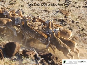 Deer vs Mouflon