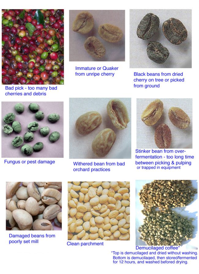 Coffee Fermentation Defect Pictures