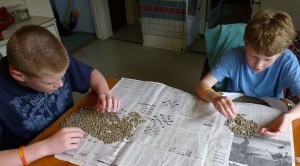 Summer visitors sort coffee