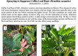 Spraying to Supress Coffee Leaf Rust