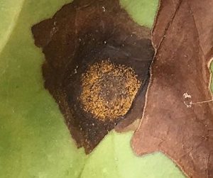 Coffee Leaf Rust Spores