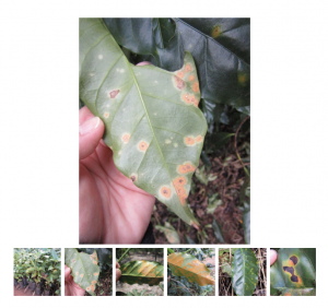 Coffee Leaf Rust